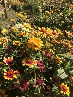 小菊花