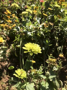 小菊花