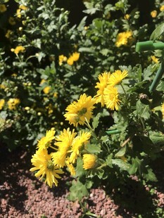 小菊花