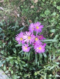 荷兰菊 菊花