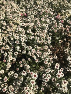 小菊花