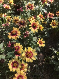 小菊花