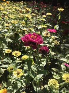 小菊花