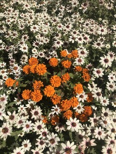 小菊花