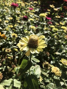 小菊花