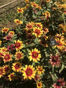 小菊花