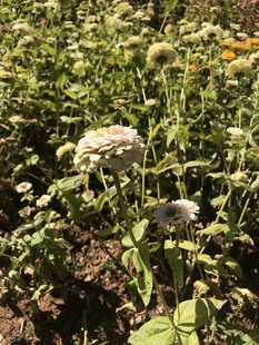 小菊花