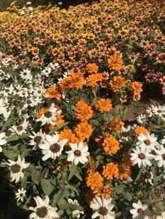 小菊花