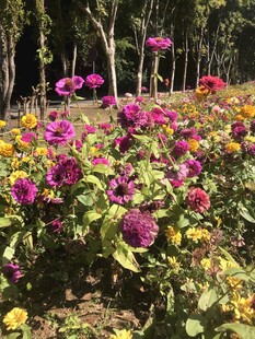 菊花 百日菊