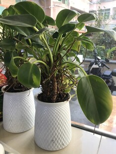 盆栽