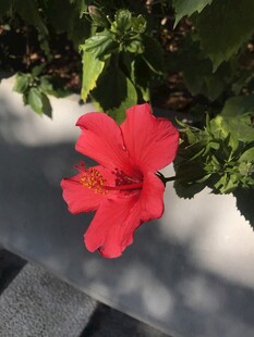 朱槿 扶桑