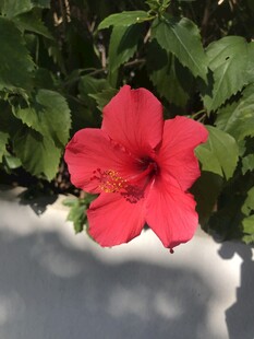 朱槿 扶桑