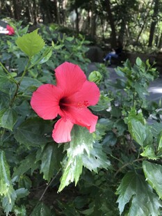 朱槿
