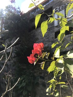 簕杜鹃