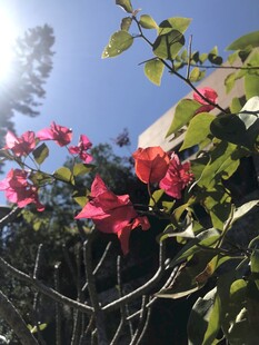 簕杜鹃