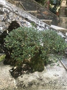 盆栽 盆景