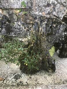 盆栽 盆景