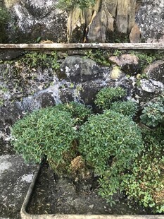 盆栽 盆景