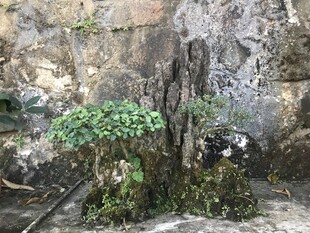 盆栽 盆景