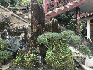 盆栽 盆景