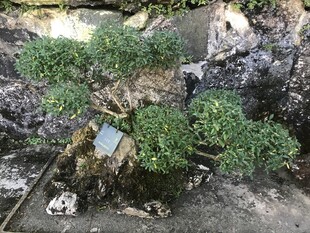 盆栽 盆景
