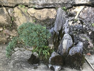 盆栽 盆景