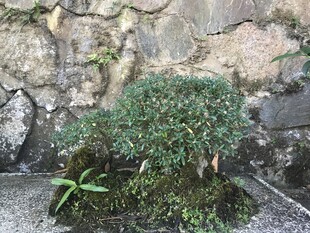 盆栽 盆景