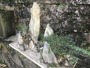 盆栽 盆景