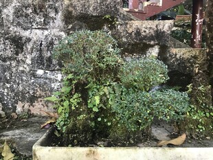 盆栽 盆景