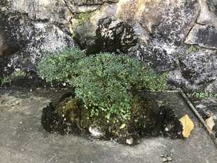 盆栽 盆景