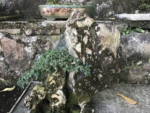 盆栽 盆景