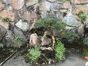 盆栽