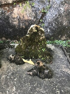 盆栽