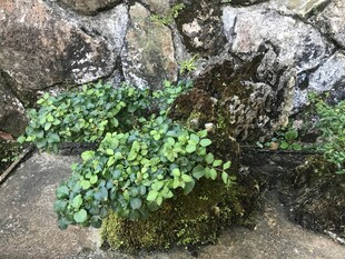 盆栽