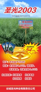油菜展架