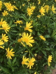 小黄花 小野菊