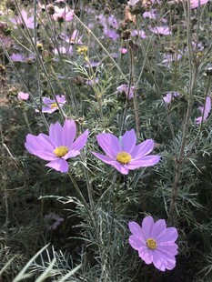 格桑花