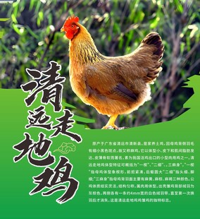 走地鸡