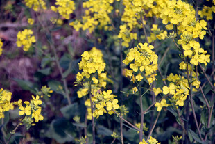 油菜花