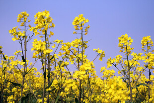 油菜花