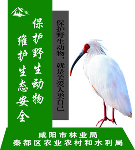  保护野生动物