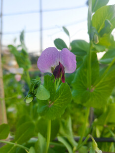 豌豆花