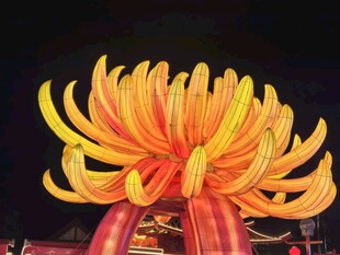 菊花彩灯