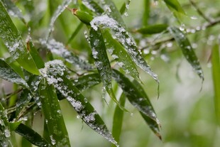 雪竹