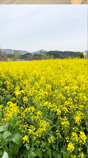 油菜花