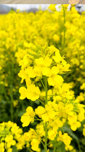 油菜花