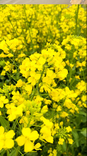 油菜花