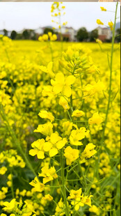 油菜花