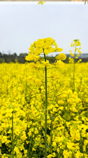 油菜花