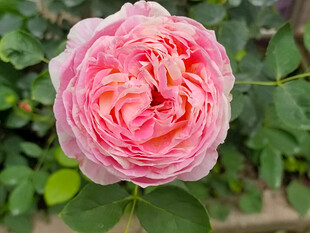 月季花